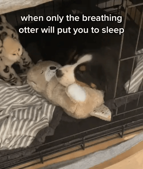 My Breathing Otter™